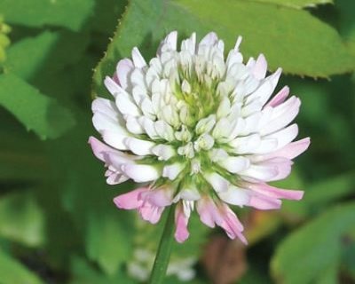 Trevo-balansa: Trifolium michelianum Savi