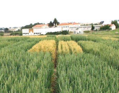 Trigos híbridos em estudo no centro de experimentação agrícola do IPBEJA