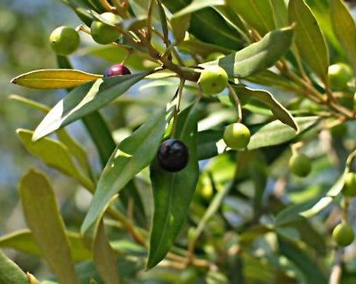 Tunísia quer plantar 50 mil hectares de oliveiras por ano