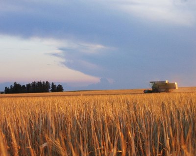 Ucrânia pode exportar para a UE até 1,6 milhões de toneladas de cereais em 2016