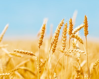 UE aumenta exportações de trigo
