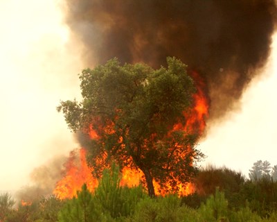 Norte: um em cada quatro incêndios florestais ocorre em áreas já ardidas
