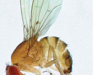 UMA NOVA AMEAÇA PARA OS PEQUENOS FRUTOS: Drosophila suzukii (Matsumura, 1931), ou drosófila de asa manchada (SWD)