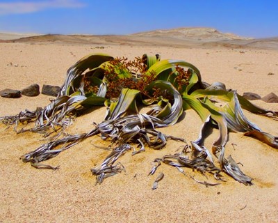 Uma planta imortal pode mudar completamente o futuro da agricultura