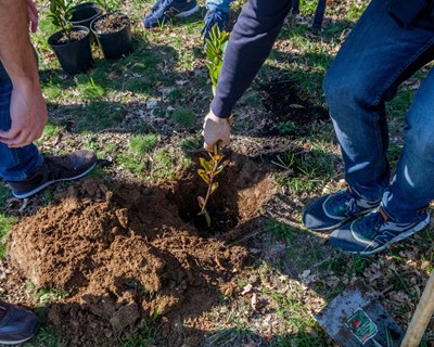 UMinho plantou 450 árvores para diminuir pegada carbónica