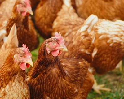 União Europeia em alerta para novos surtos de gripe das aves