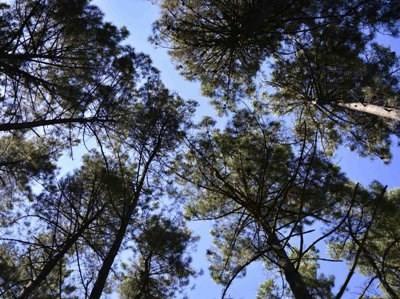 UTAD alerta para a situação das florestas portuguesas