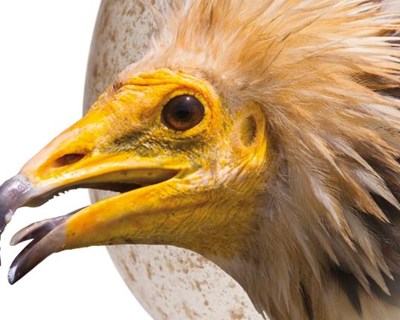 UTAD recebe Congresso de Ornitologia em abril de 2016