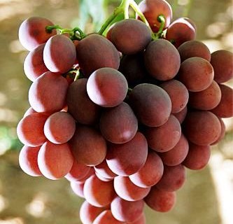 Uvas sem grainha portuguesas chegam ao Brasil em julho