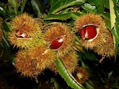 Valpaços com quebra de 20% na produção de castanha