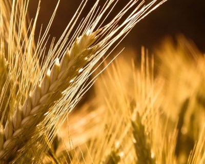 Variedade de trigo geneticamente modificado falha objetivos