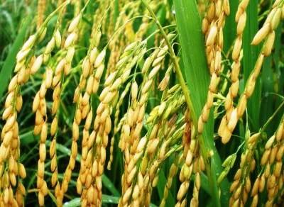 Vendas de arroz para o estrangeiro dispararam quase 100% num ano