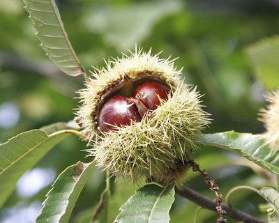 Vespa do castanheiro: autoridades lançam alerta