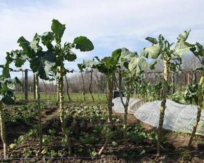 Viana do Alentejo: câmara vai promover hortas urbanas