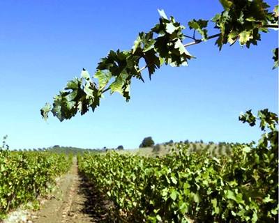 Vidigueira: vinhos distinguidos em concursos internacionais