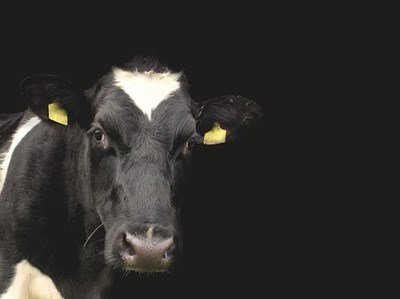 Vila Nova de Famalicão recebe curso de inseminação artificial de bovinos