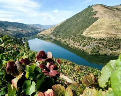 Vila Nova de Foz Côa convida a provar vinhos do Douro Superior