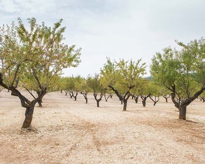 Vila Pouca de Aguiar estreia-se na produção de amêndoa no concelho