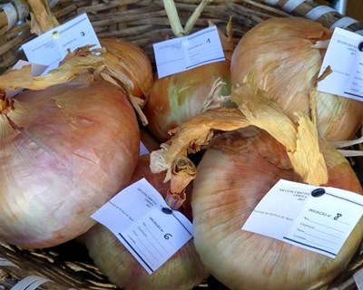 Vila Pouca de Aguiar recebe Feira das Cebolas