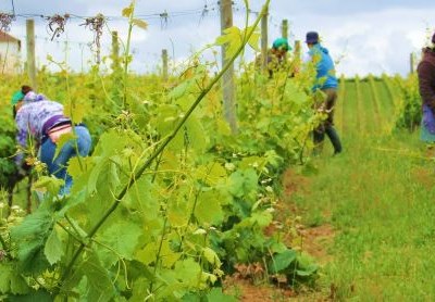 Vila Real debate tema das condições e segurança no trabalho agrícola