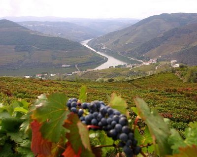 Vila Real: deteção remota e viticultura de precisão é tema de workshop