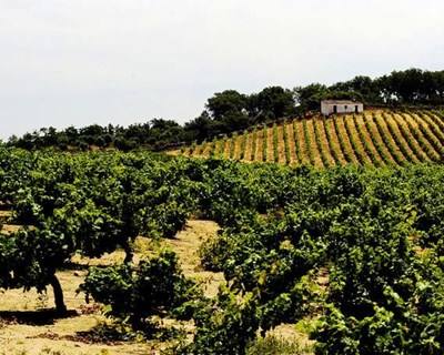 Vinhos alentejanos com aumento de 5% nas exportações em 2014