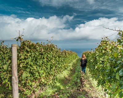 Vinhos da Madeira com porta aberta para promoção nacional e mundial