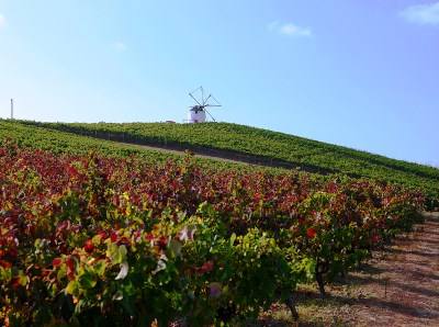Vinhos de Lisboa aumentam exportações