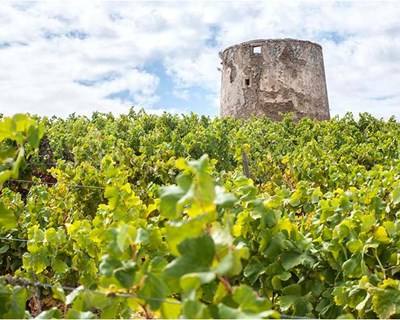 Vinhos: Região de Lisboa é a «melhor indicação geográfica protegida»