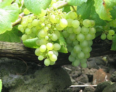 Vinhos verdes: exportações de vinhos batem novo recorde