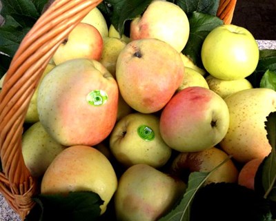 Viseu: investigadores usam maçã da região para produzir espumante natural de cidra