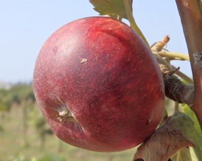 Visita a coleção de fruteiras em Tavira