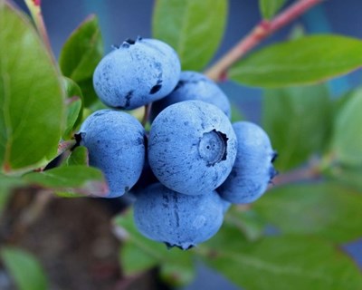 Visitas de campo a explorações agrícolas de kiwis e de mirtilos