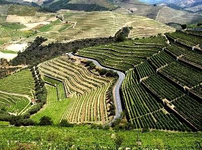 Viticultores afetados pelo granizo podem transferir direitos de produção de vinho do Porto