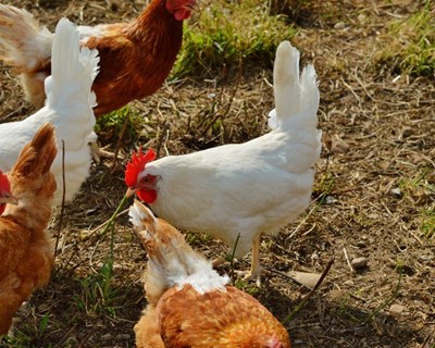 Volume de gado, aves e coelhos abatidos aumenta