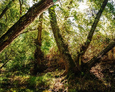 Webinar: "Ordenamento Florestal Galicia - Norte de Portugal"
