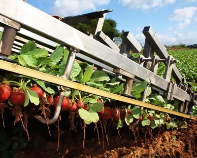 Zero alerta para falta de controlo na agricultura intensiva