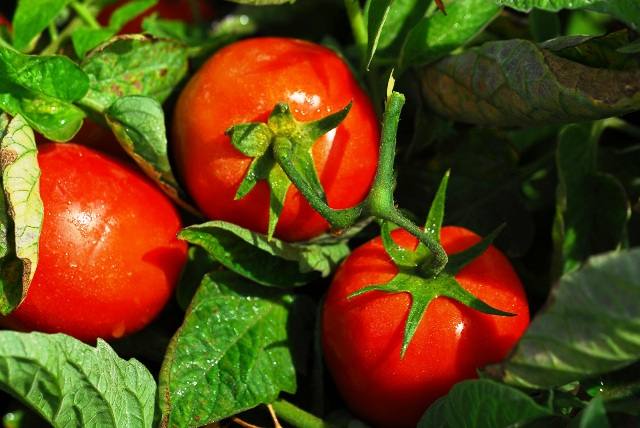 tomate