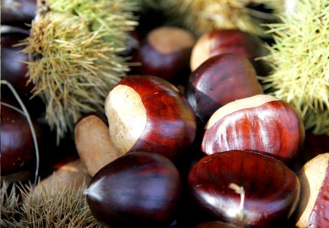 castanheiros em Mêda