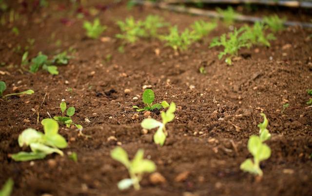 agricultura biológica