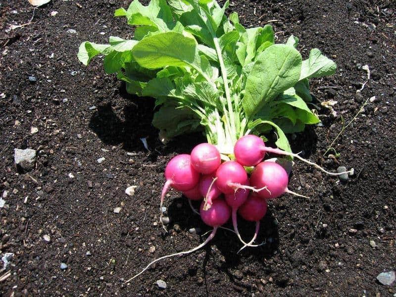 agricultura biológica