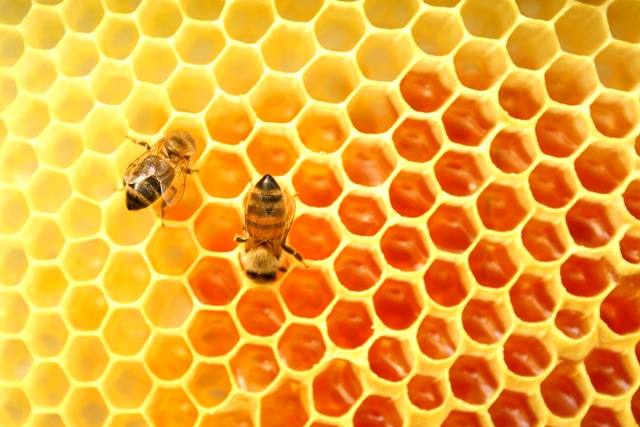 apicultura