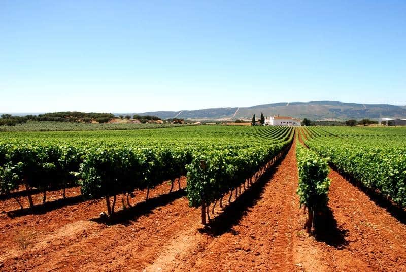 vinhos Alentejo