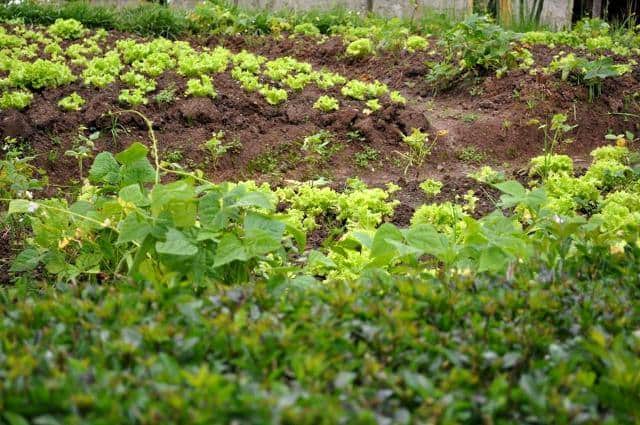 agricultura biologica