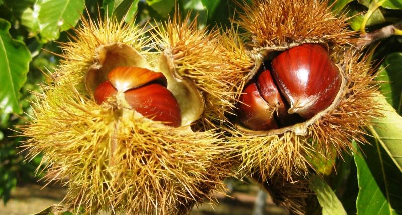 castanheiros