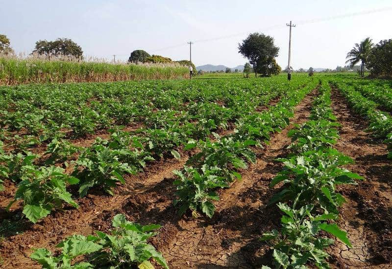 Resultado de imagem para SERVIÇO DE APOIO À AGRICULTURA DO MUNICÍPIO DE VAGOS