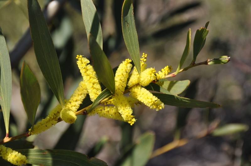 acacia