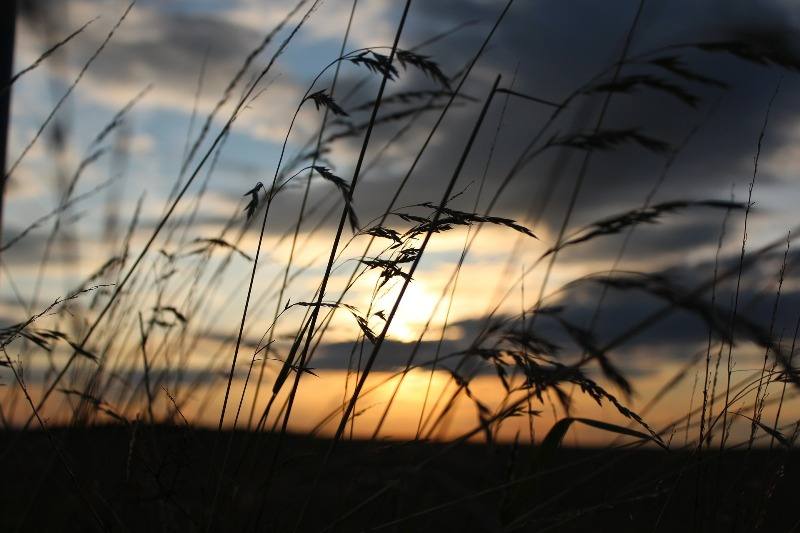 agricultura