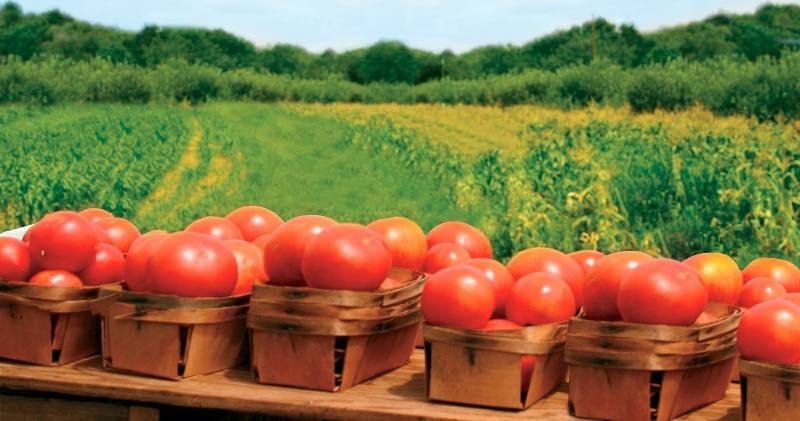 agricultura biologica