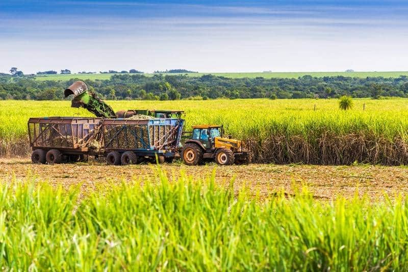 agroindustria